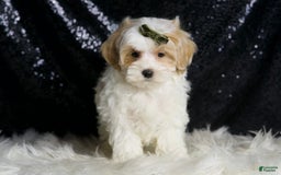 Maltipoo dogs for sale: Astro - Image 2