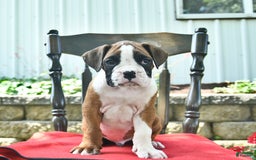 Boxer dogs for sale: Flynn - Image 7