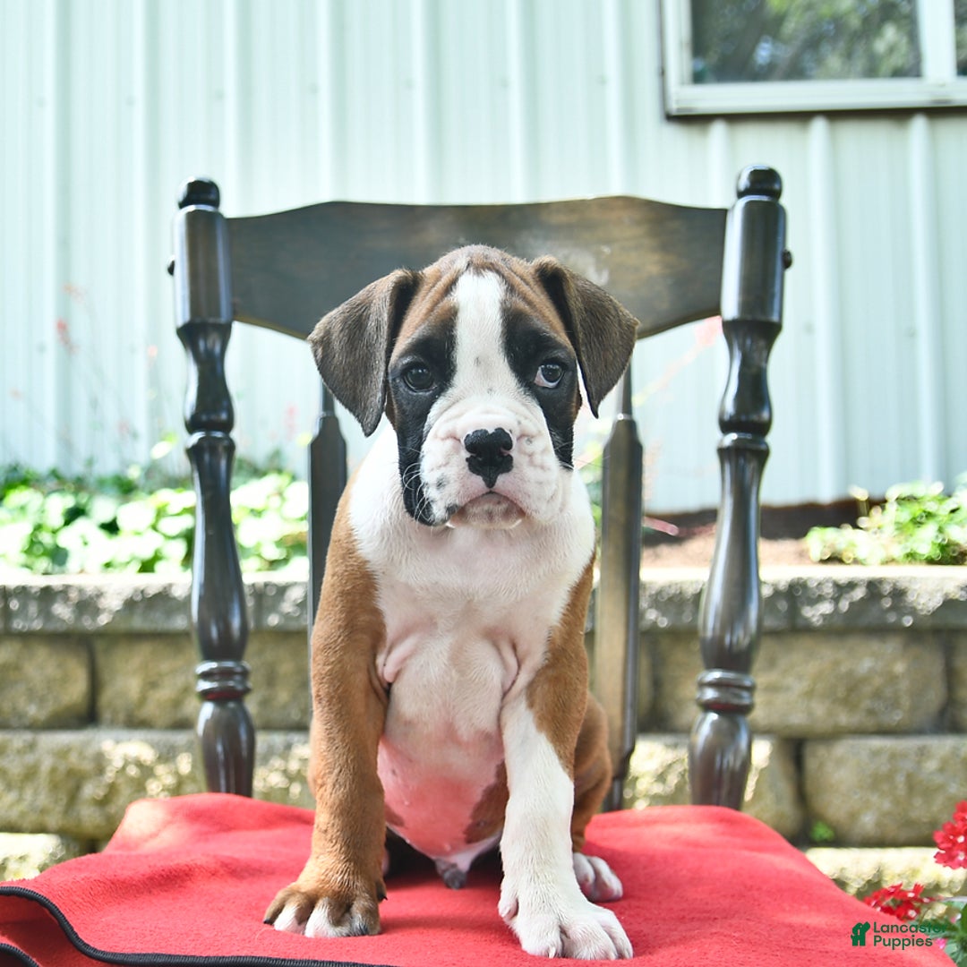 Boxer dogs for sale: Flynn - Image 7