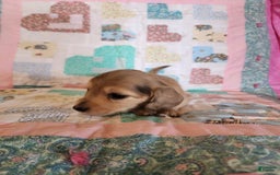 Miniature Dachshund dogs for sale: Chip - Image 3