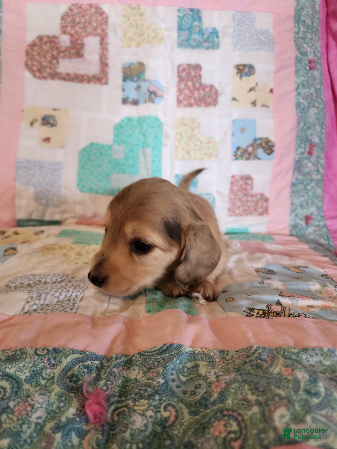 Miniature Dachshund dogs for sale: Chip - Image 3