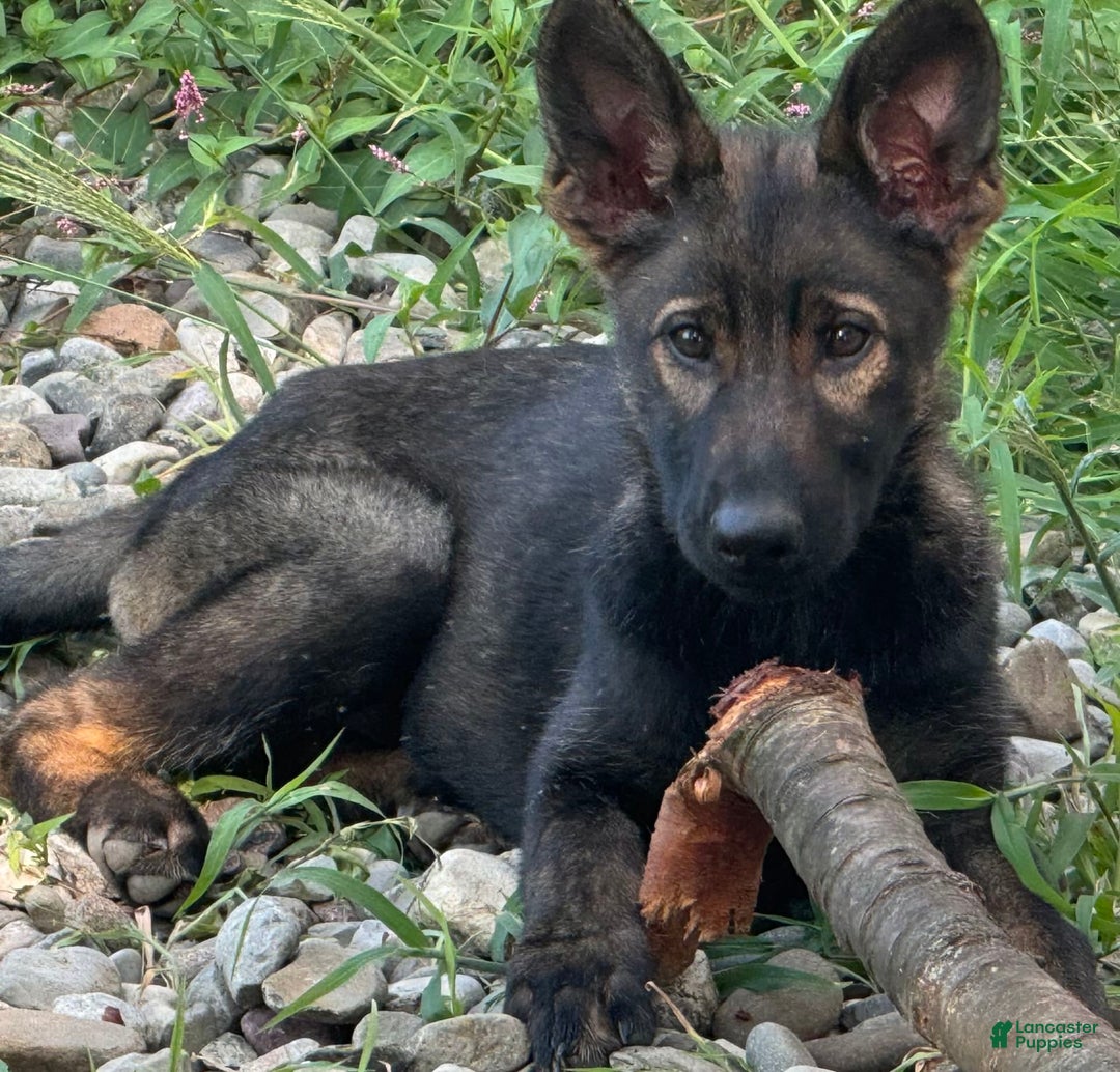 German Shepherd dogs for sale: Luna N Bella - Image 8