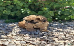 Shih Tzu dogs for sale: Shih Tzu 5 puppies - Image 11