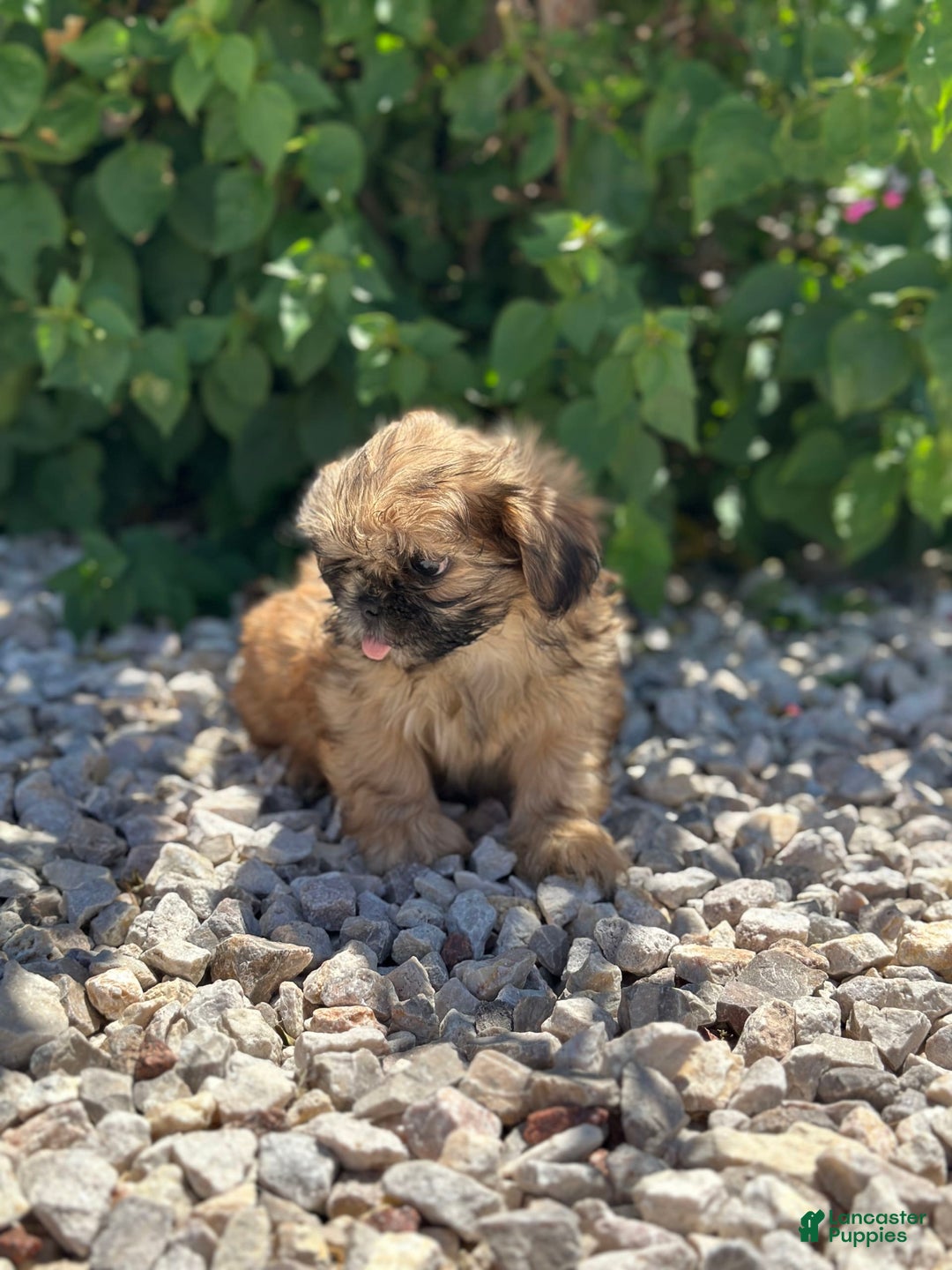 Shih Tzu dogs for sale: Shih Tzu 5 puppies - Image 11