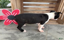 Boston Terrier dogs for sale: Brandy - Image 2