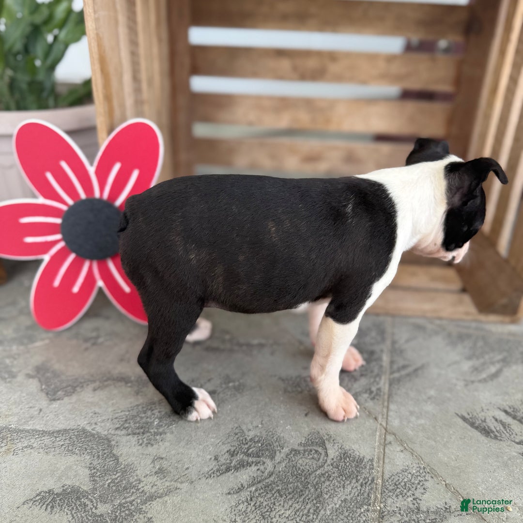 Boston Terrier dogs for sale: Brandy - Image 2