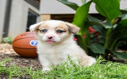 Welsh Corgi Pembroke dogs for sale: Chief - Image 1