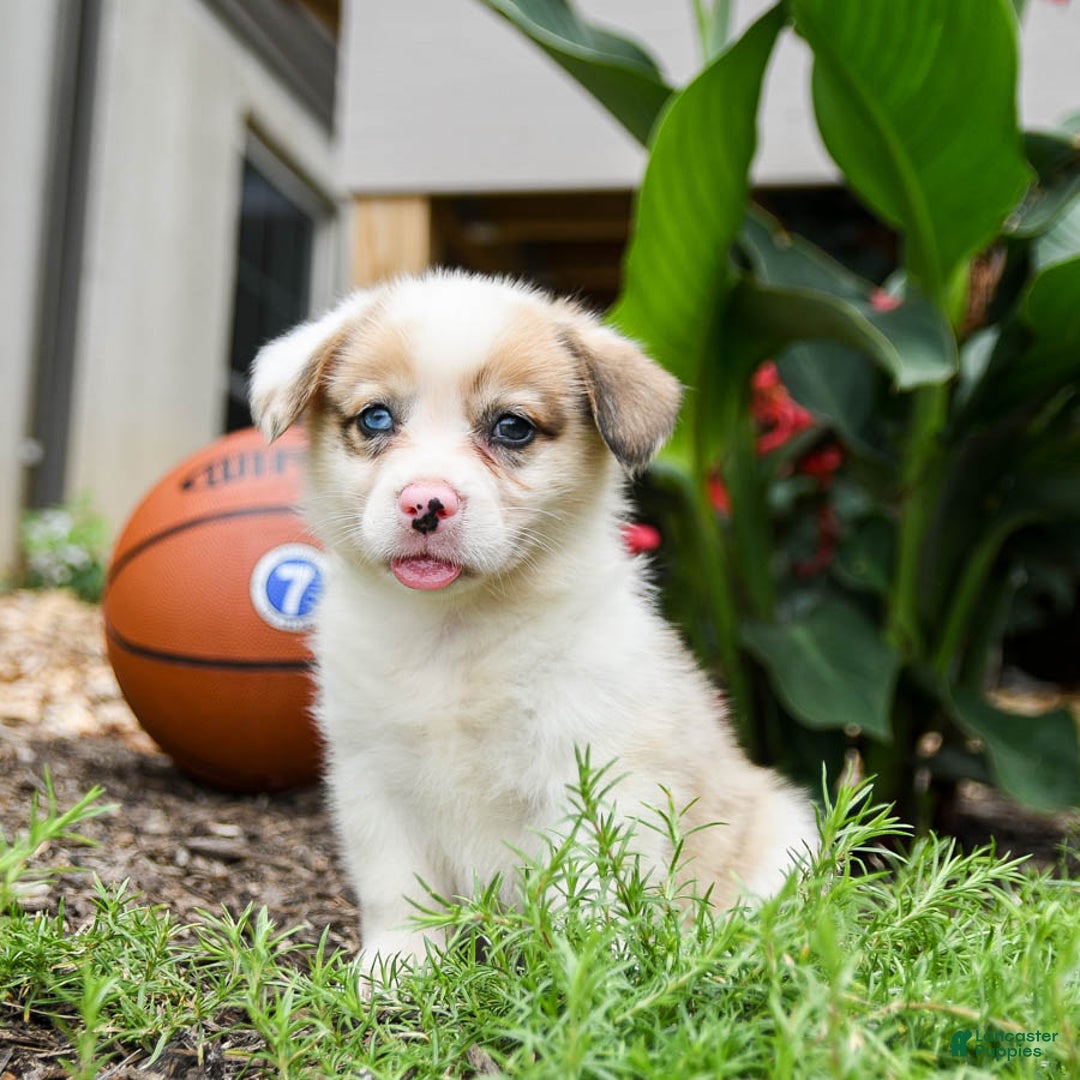 Welsh Corgi Pembroke dogs for sale: Chief - Image 1