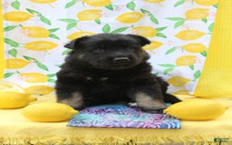 Gerberian Shepsky dogs for sale: Pink - Image 8