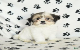 Shorkie dogs for sale: Karl - Image 3