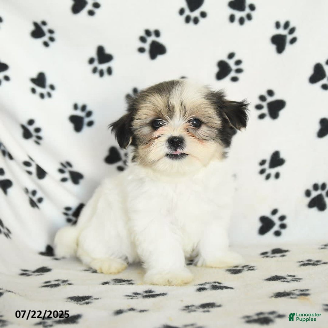 Shorkie dogs for sale: Karl - Image 3