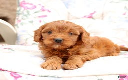 Cavapoo dogs for sale: Cavapoo 5 puppies - Image 9