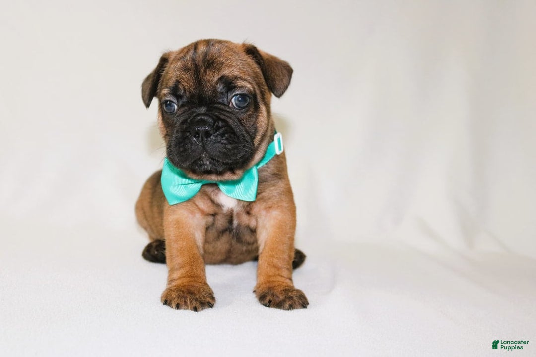 French Bulldog dogs for sale: Apollo Akc 🐾 - Image 4