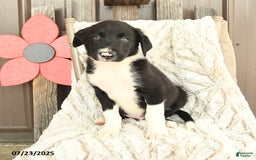 Border Collie dogs for sale: Nickles - Image 3