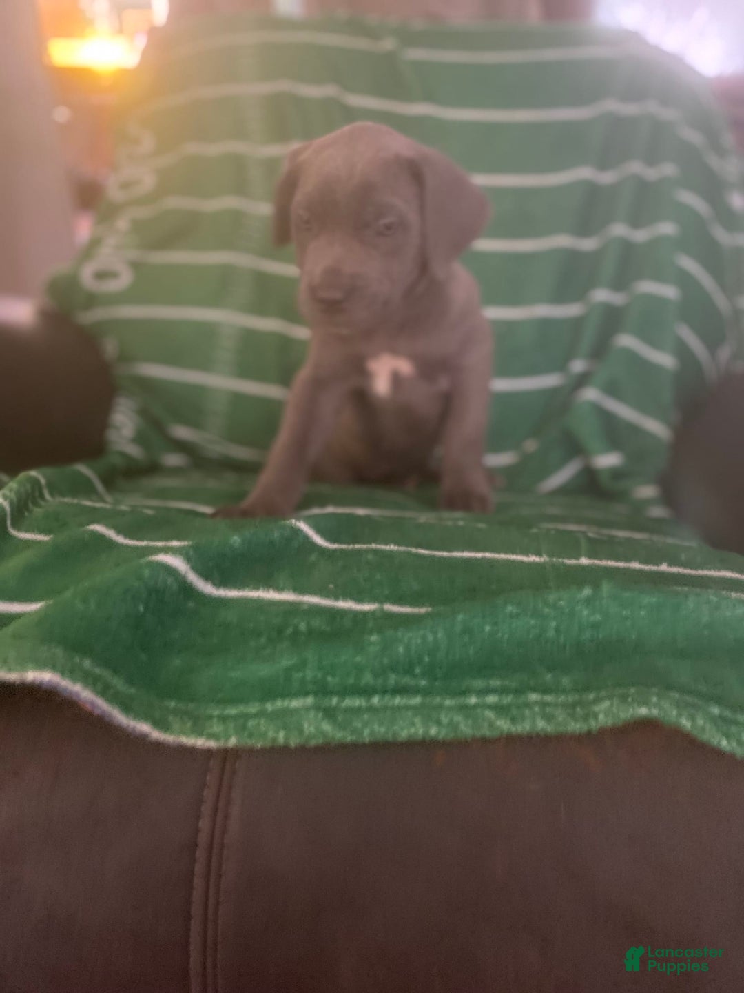 Cane Corso dogs for sale: Orange - Image 2