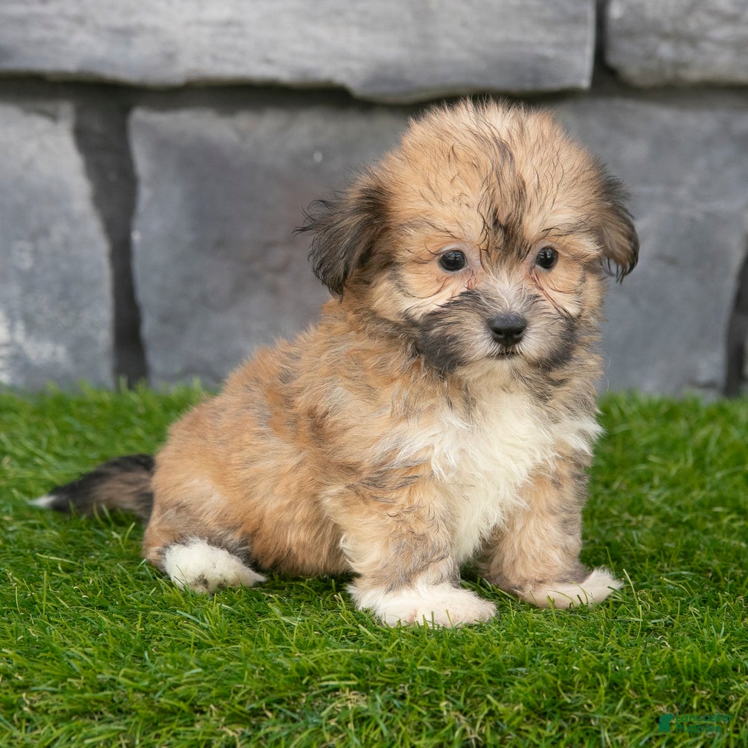 Havanese dogs for sale: Duke - Image 5