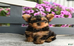 Yorkshire Terrier dogs for sale: Tugger - Image 2