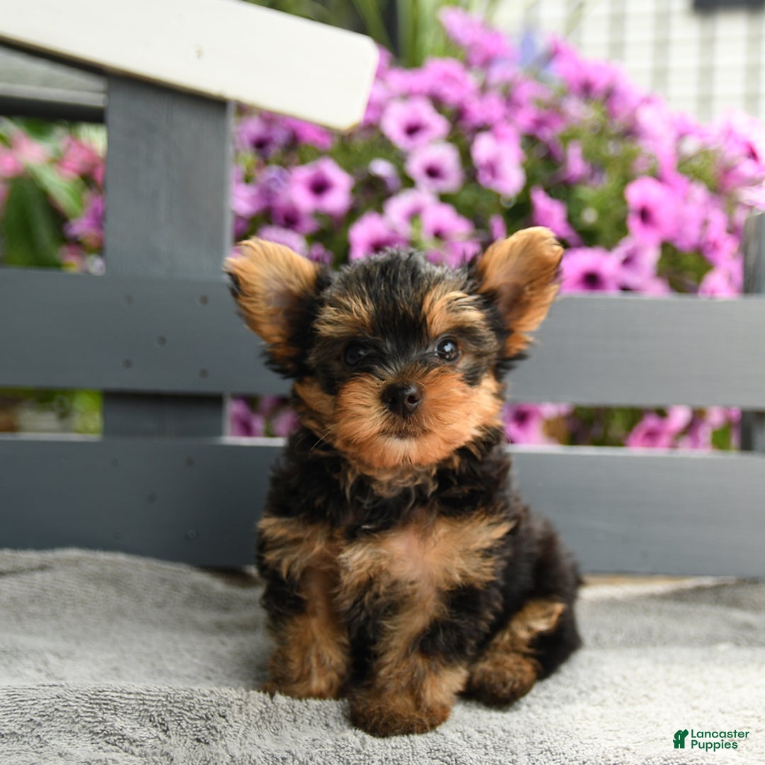 Yorkshire Terrier dogs for sale: Tugger - Image 2