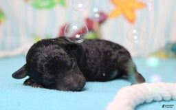 Toy Poodle dogs for sale: Jimmy - Image 1
