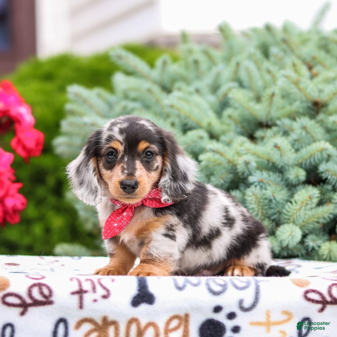 Miniature Dachshund dogs for sale: Quinn - Image 4