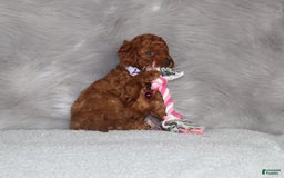 Mini Goldendoodle dogs for sale: Cami - Image 6