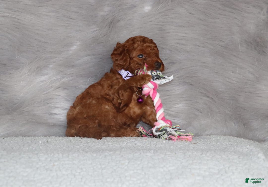 Mini Goldendoodle dogs for sale: Cami - Image 6