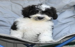 Maltipoo dogs for sale: Marshall - Image 5