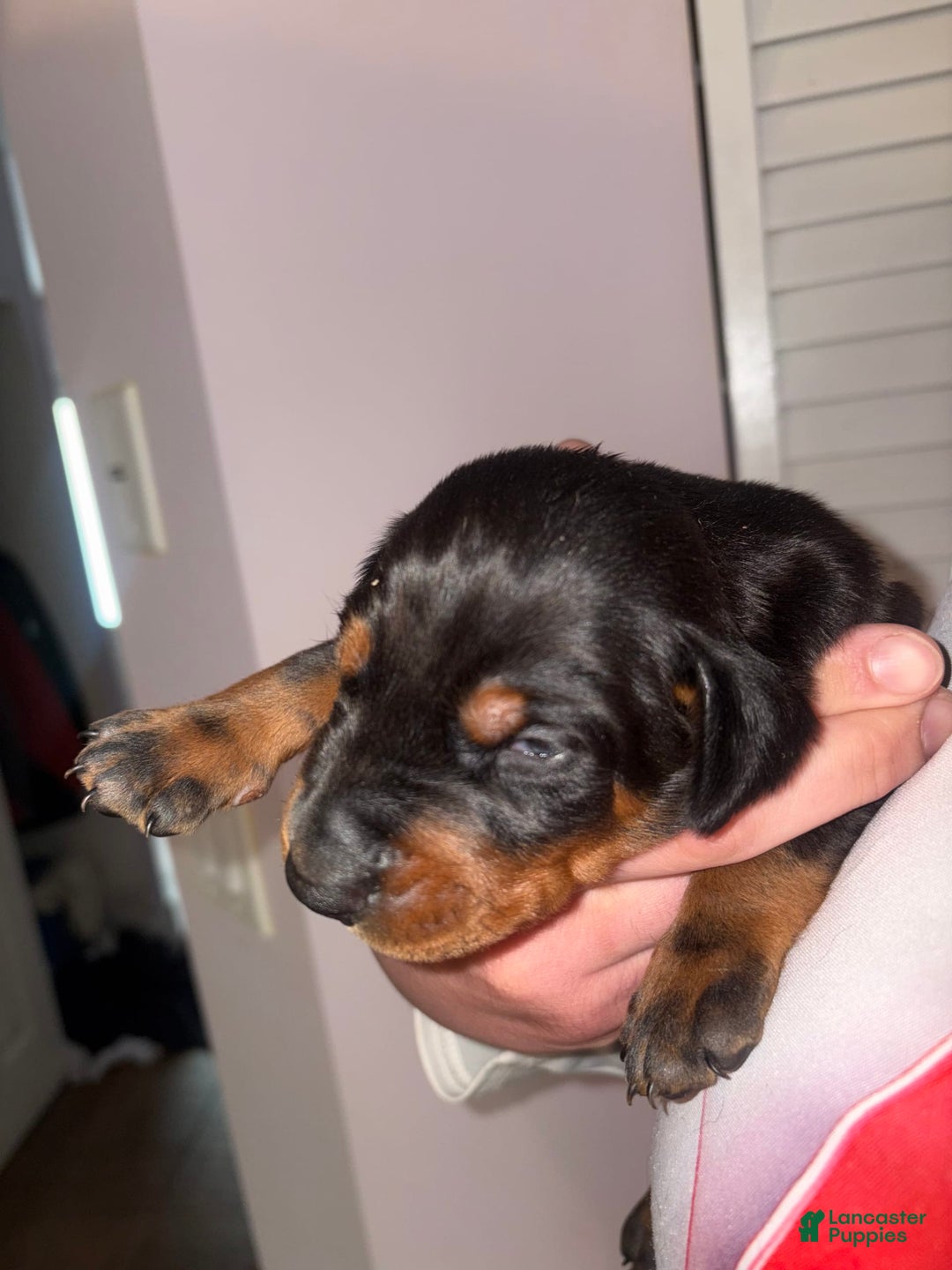 Doberman Pinscher dogs for sale: Male 1 - Image 1