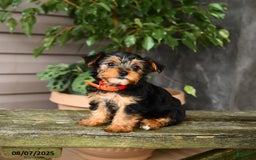 Yorkshire Terrier dogs for sale: Hava - Image 5