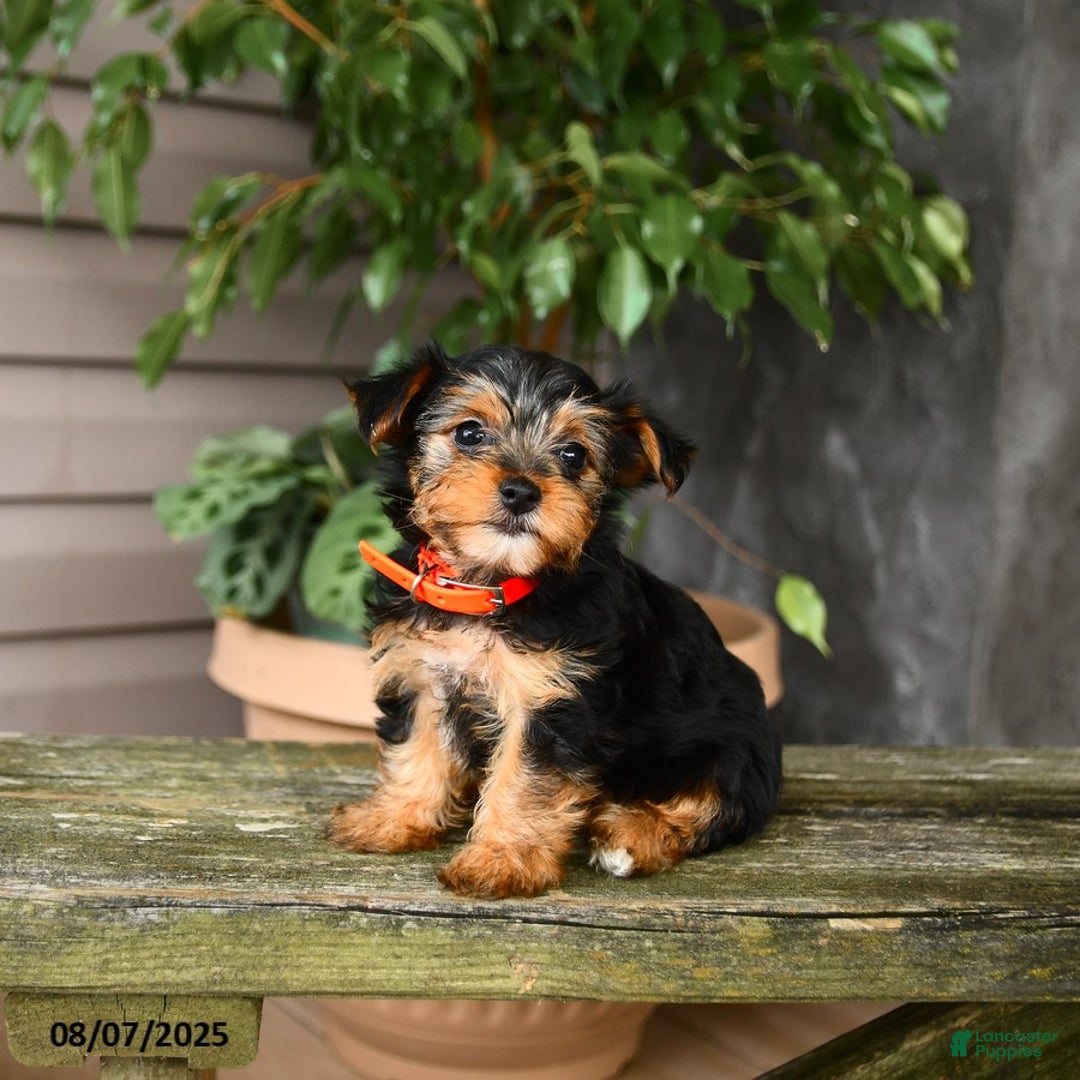 Yorkshire Terrier dogs for sale: Hava - Image 5