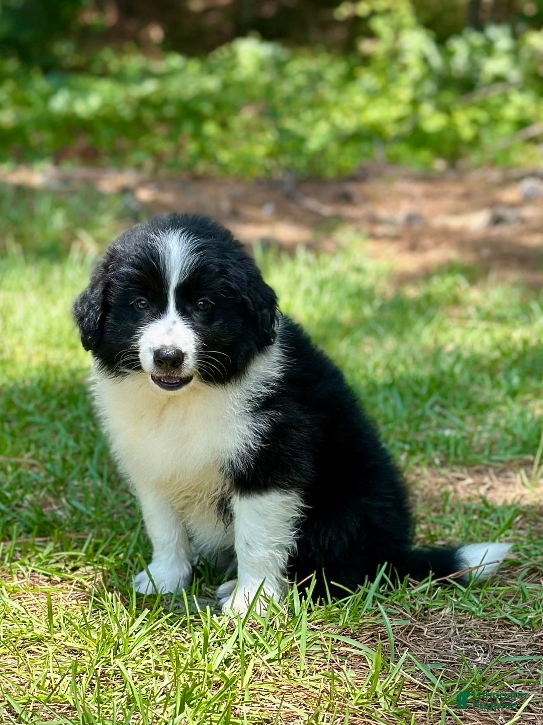 Border Collie dogs for sale: Im Your Huckleberry - Image 3