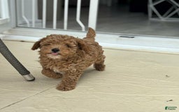 Toy Poodle dogs for sale: Jenny - Image 5