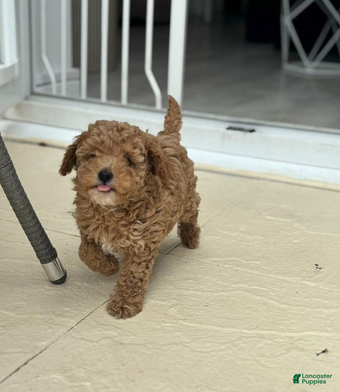 Toy Poodle dogs for sale: Jenny - Image 5
