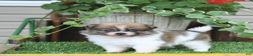 Fido