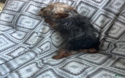 Yorkshire Terrier dogs for sale: Tiny Tim - Image 2