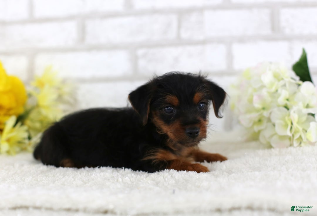 Yorkshire Terrier dogs for sale: Axel - Image 2