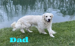 Golden Retriever dogs for sale: Chevelle - Image 13