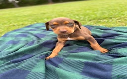 Catahoula Leopard Dog dogs for sale: Grey - Image 2