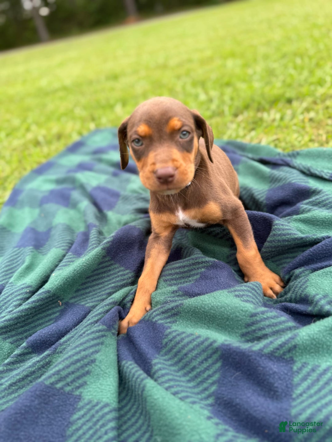 Catahoula Leopard Dog dogs for sale: Grey - Image 2