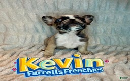 French Bulldog dogs for sale: Kevin - Image 6