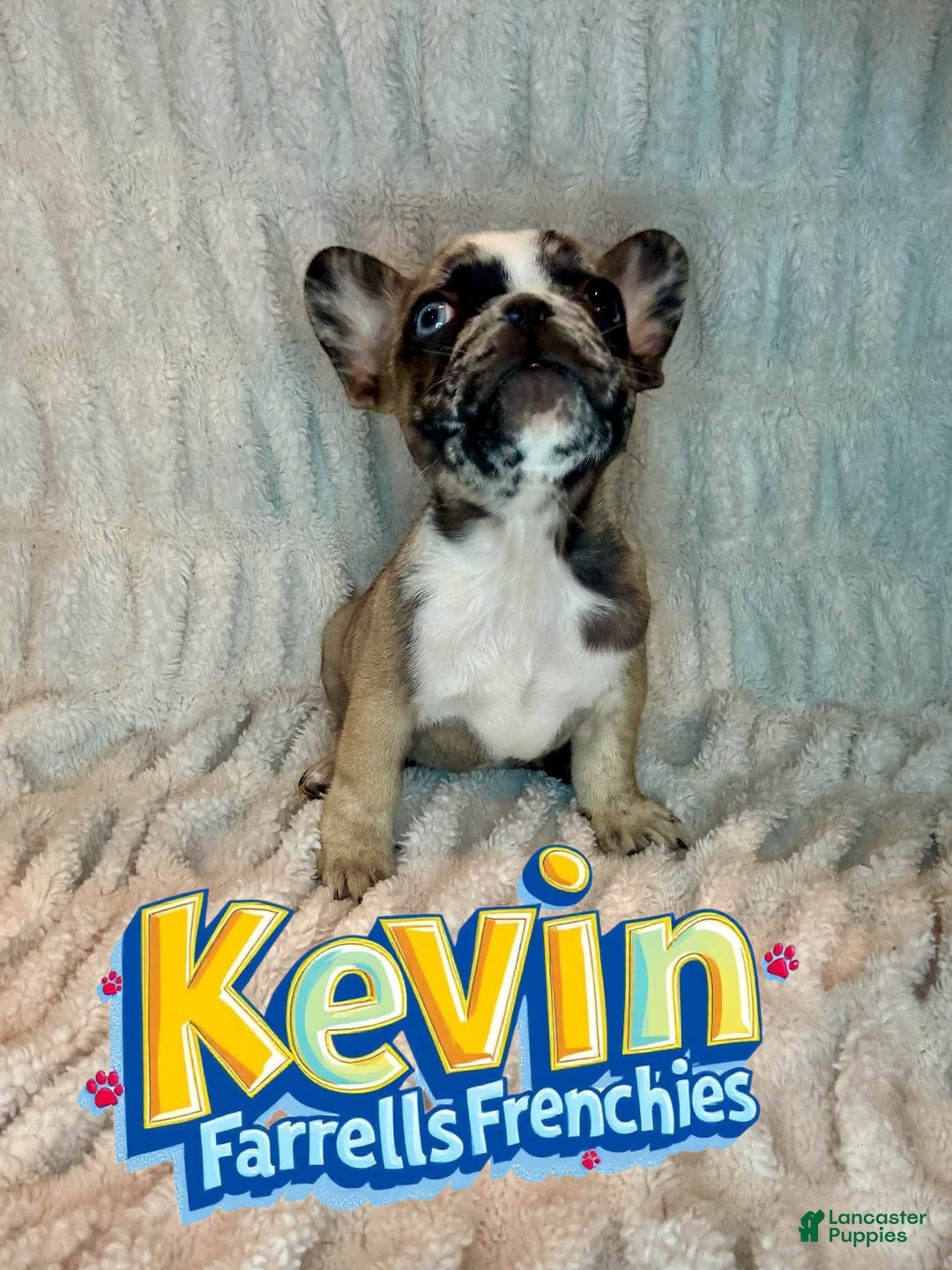 French Bulldog dogs for sale: Kevin - Image 6