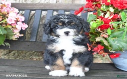 Mini Aussiedoodle dogs for sale: Abby - Image 2
