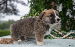 Welsh Corgi Pembroke dogs for sale: Micky - Image 1