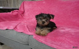 Yorkshire Terrier dogs for sale: Buddy - Image 2