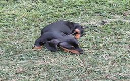 Miniature Dachshund dogs for sale: George - Image 4