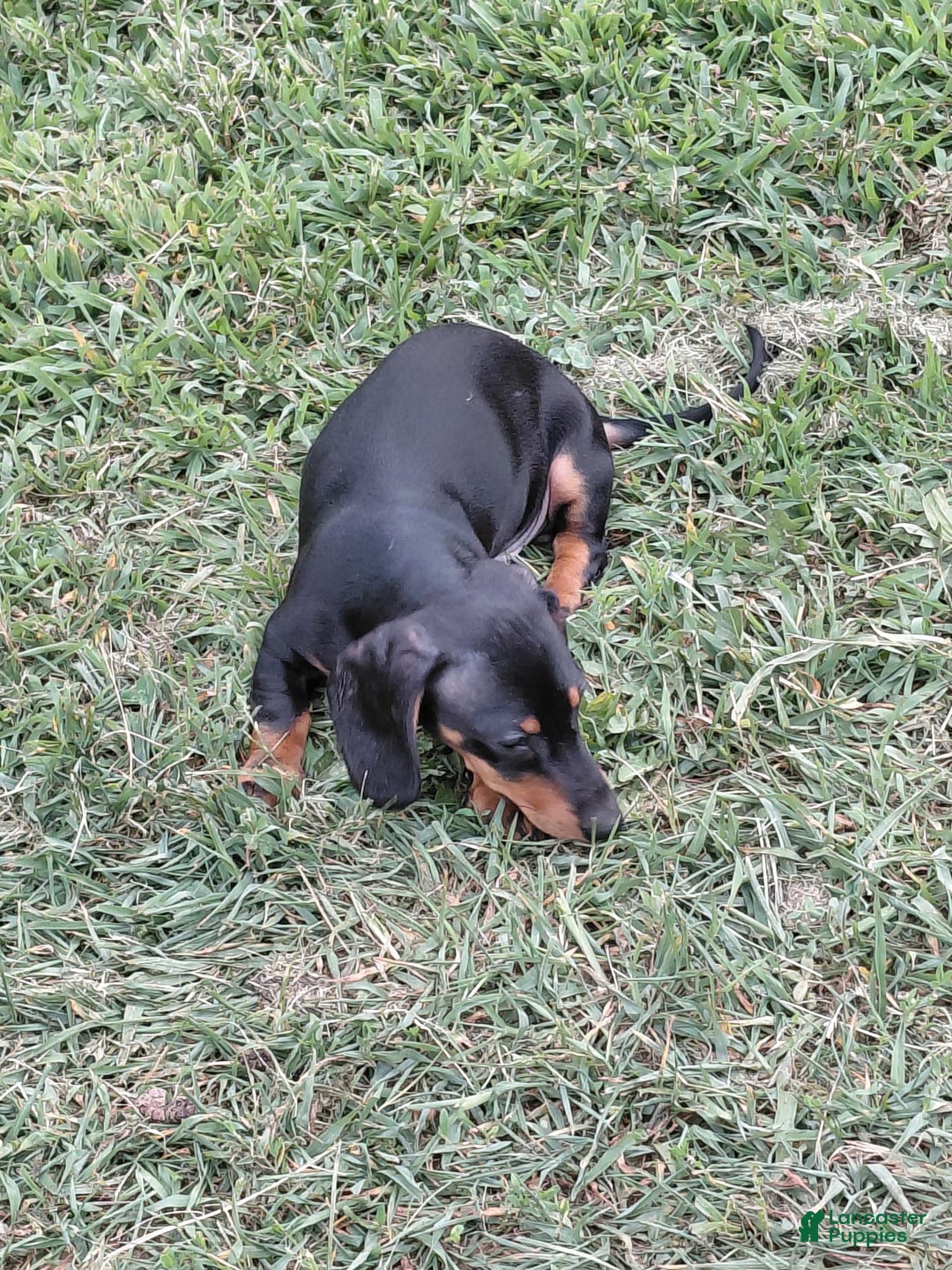 Miniature Dachshund dogs for sale: George - Image 4
