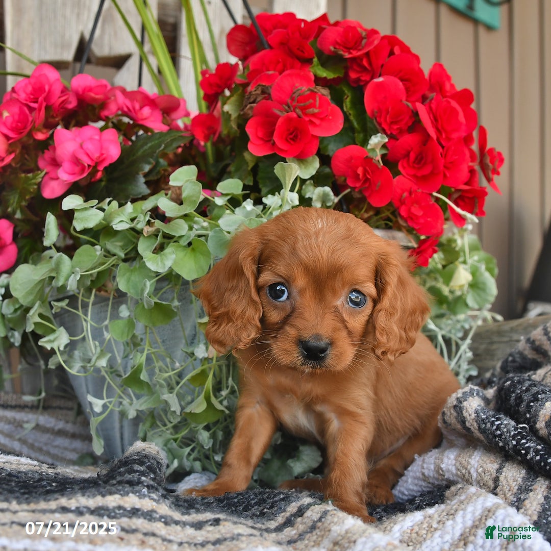 Cavapoo dogs for sale: Don - Image 5