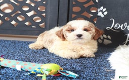 Bichpoo dogs for sale: Buttons - Image 1