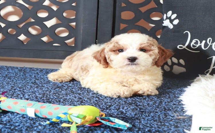 Bichpoo dogs for sale - Ad 1