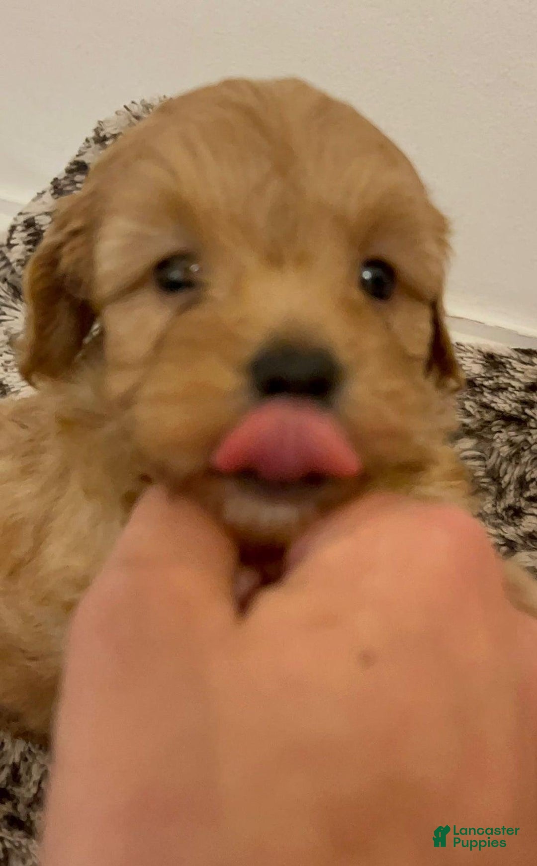 Maltipoo dogs for sale: Grey - Image 1